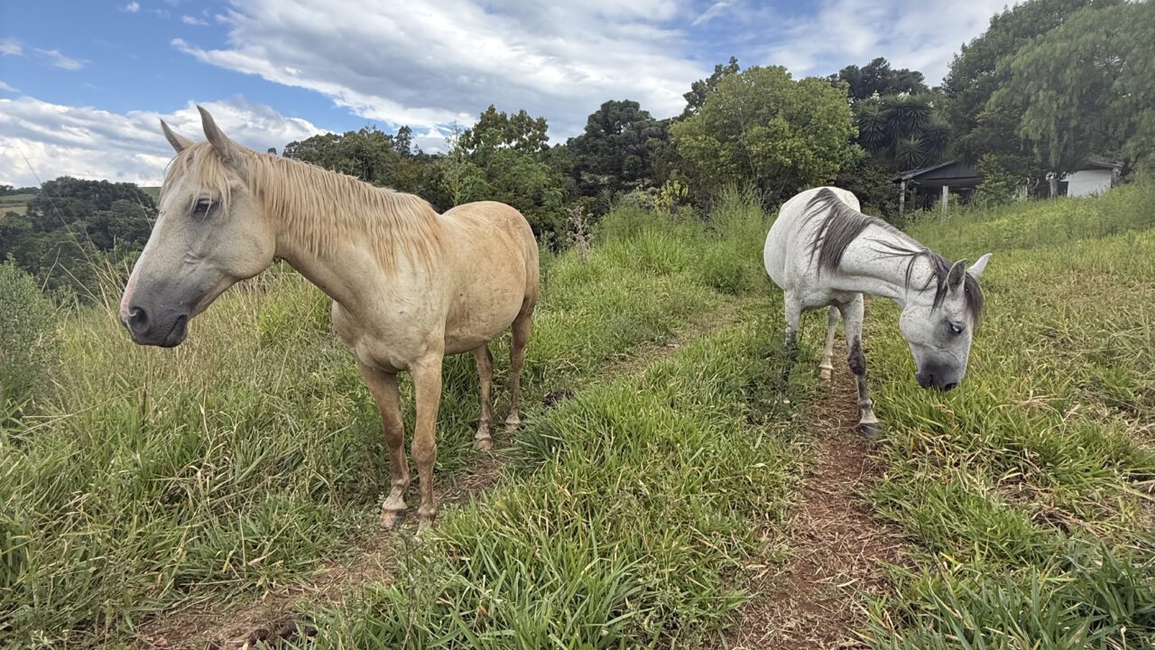 CHÁCARA À VENDA – ALTO DA SERRA – CHAPECÓ/SC